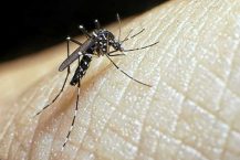 Bagaimana Mengobati Demam Dengue serta DBD dengan Minyak Kelapa & Air Kelapa